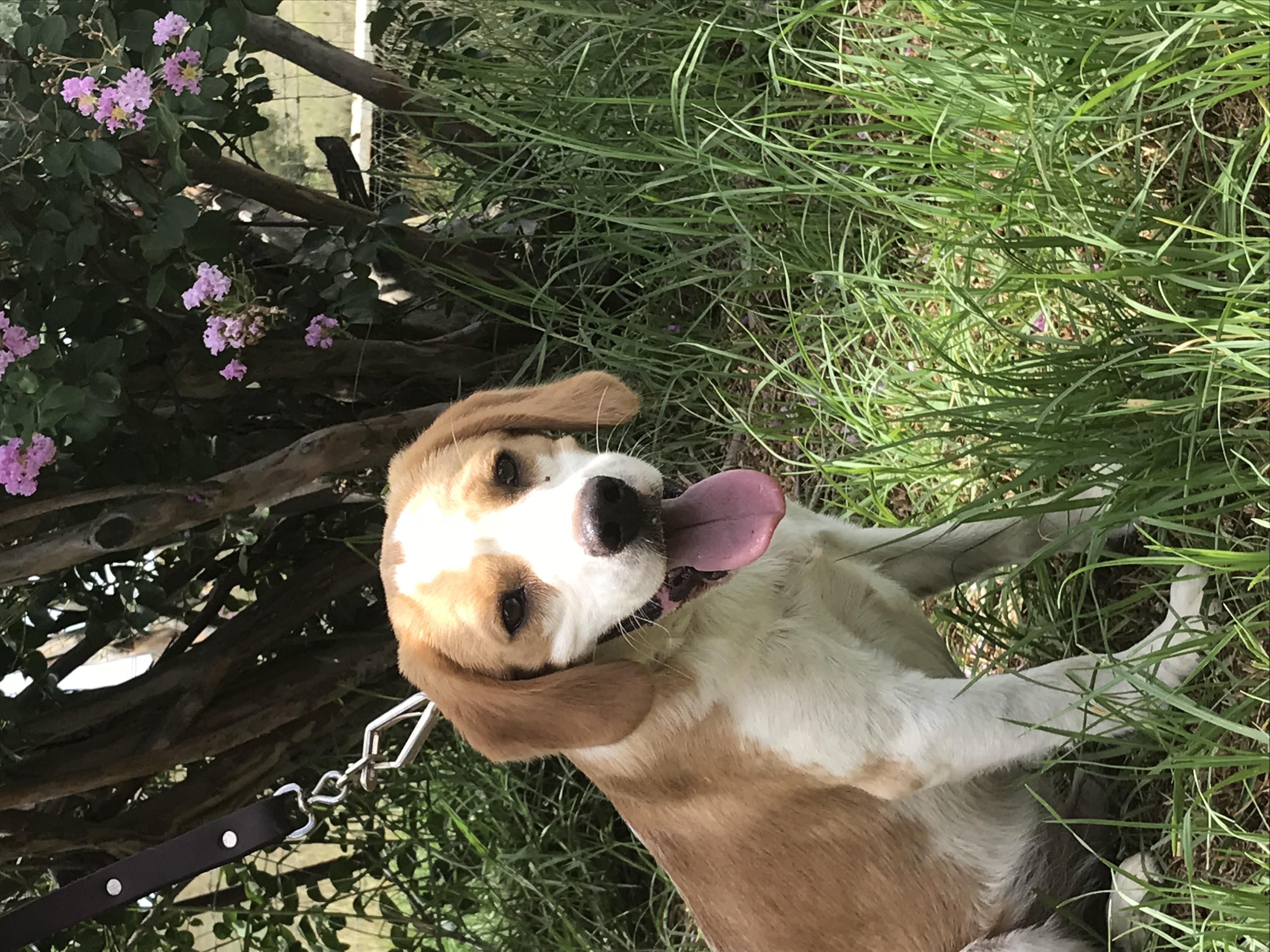 Bailey Small Male Beagle x Cavalier King Charles Spaniel Dog in NSW