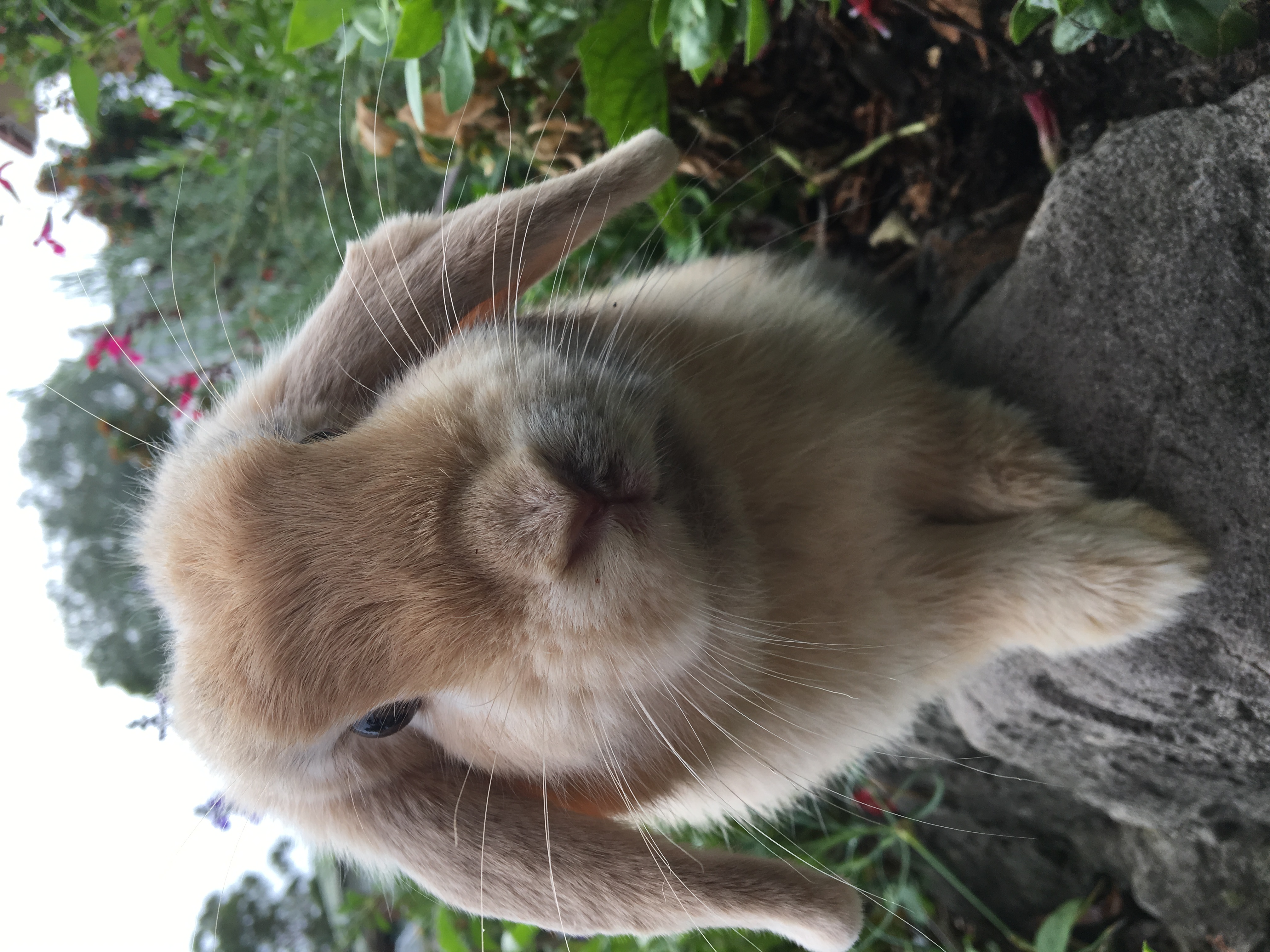 Chopstick Female Dwarf lop Rabbit in NSW PetRescue