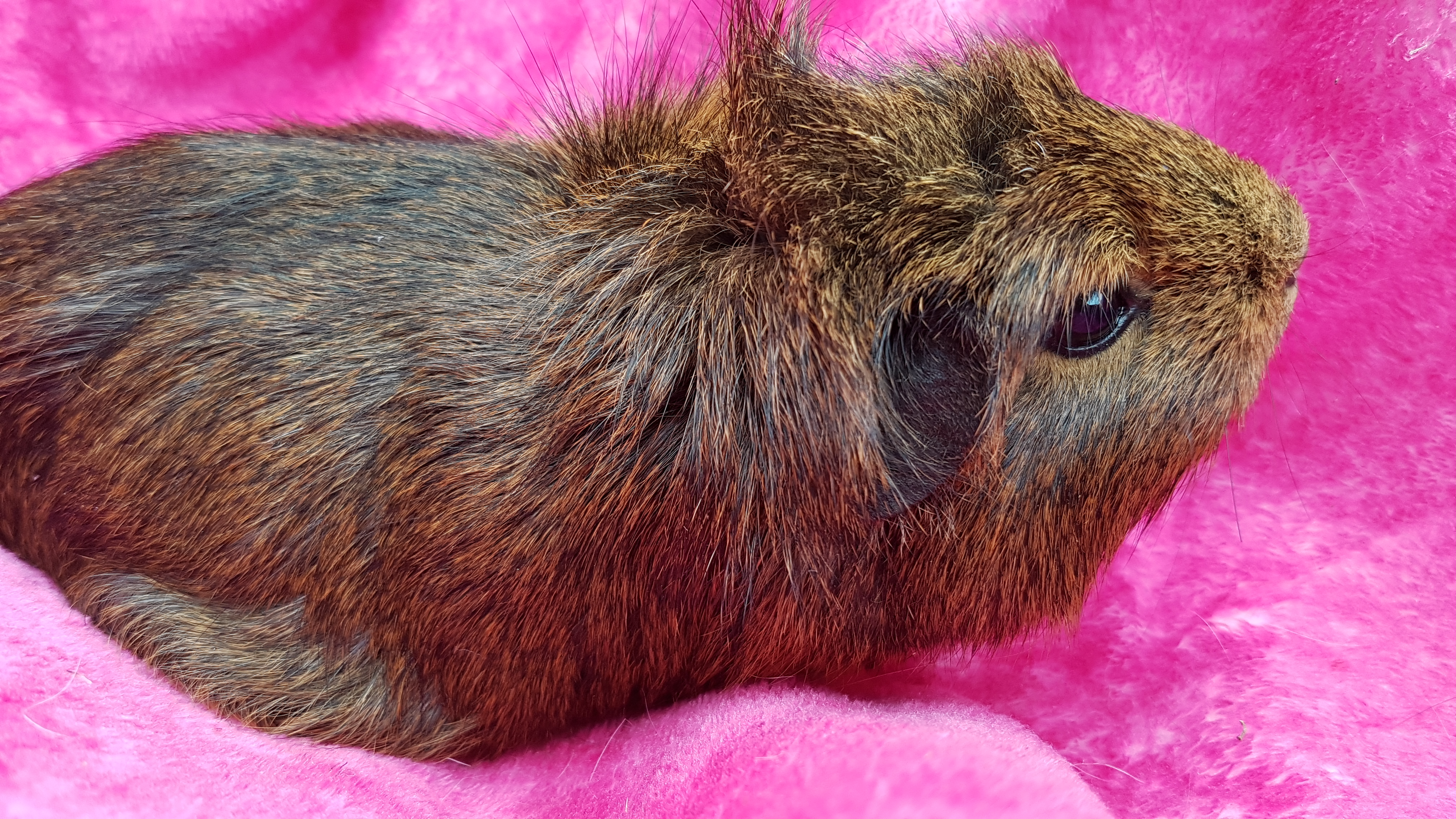 Tilly - Female Short-hair Abyssinian Guinea Pig in NSW