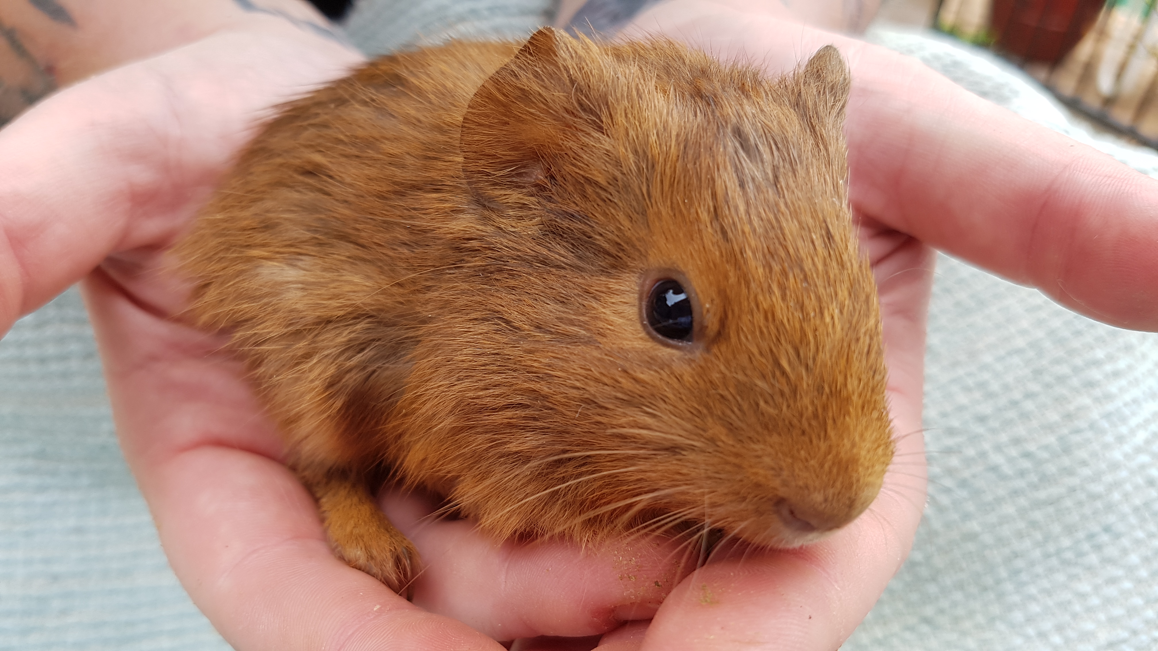 Custard Male Short hair Smooth Hair Guinea Pig In NSW PetRescue