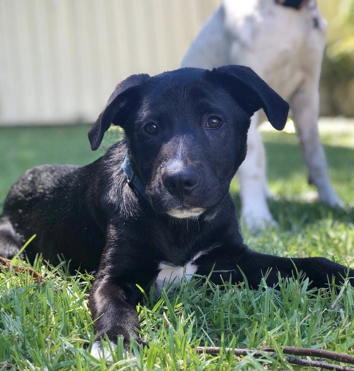 Shar pei hotsell border collie mix