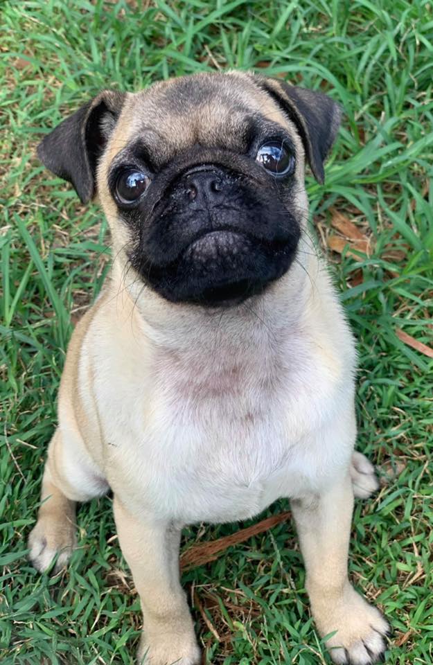 Puddin Small Male Pug Dog in QLD PetRescue