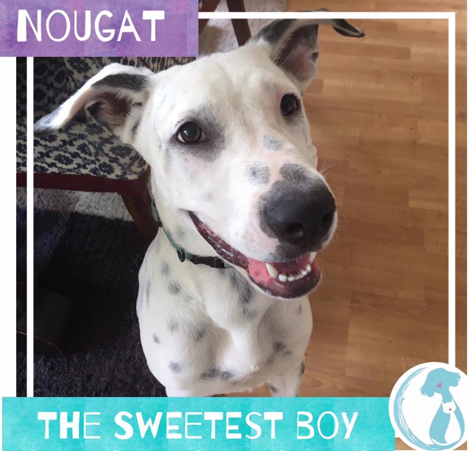 Nougat - Medium Male Bull Arab x Dalmatian x Great Dane ...