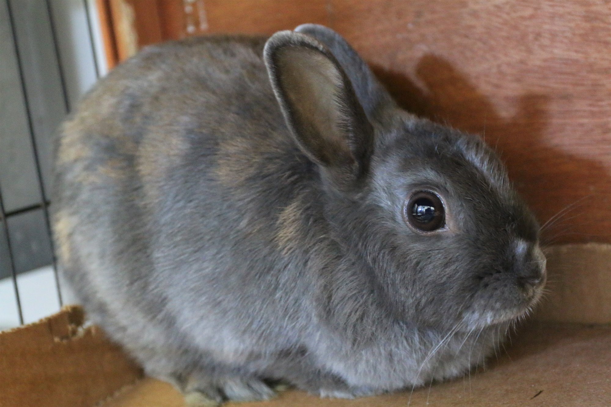 June Female Netherland Dwarf Mix Rabbit in NSW PetRescue