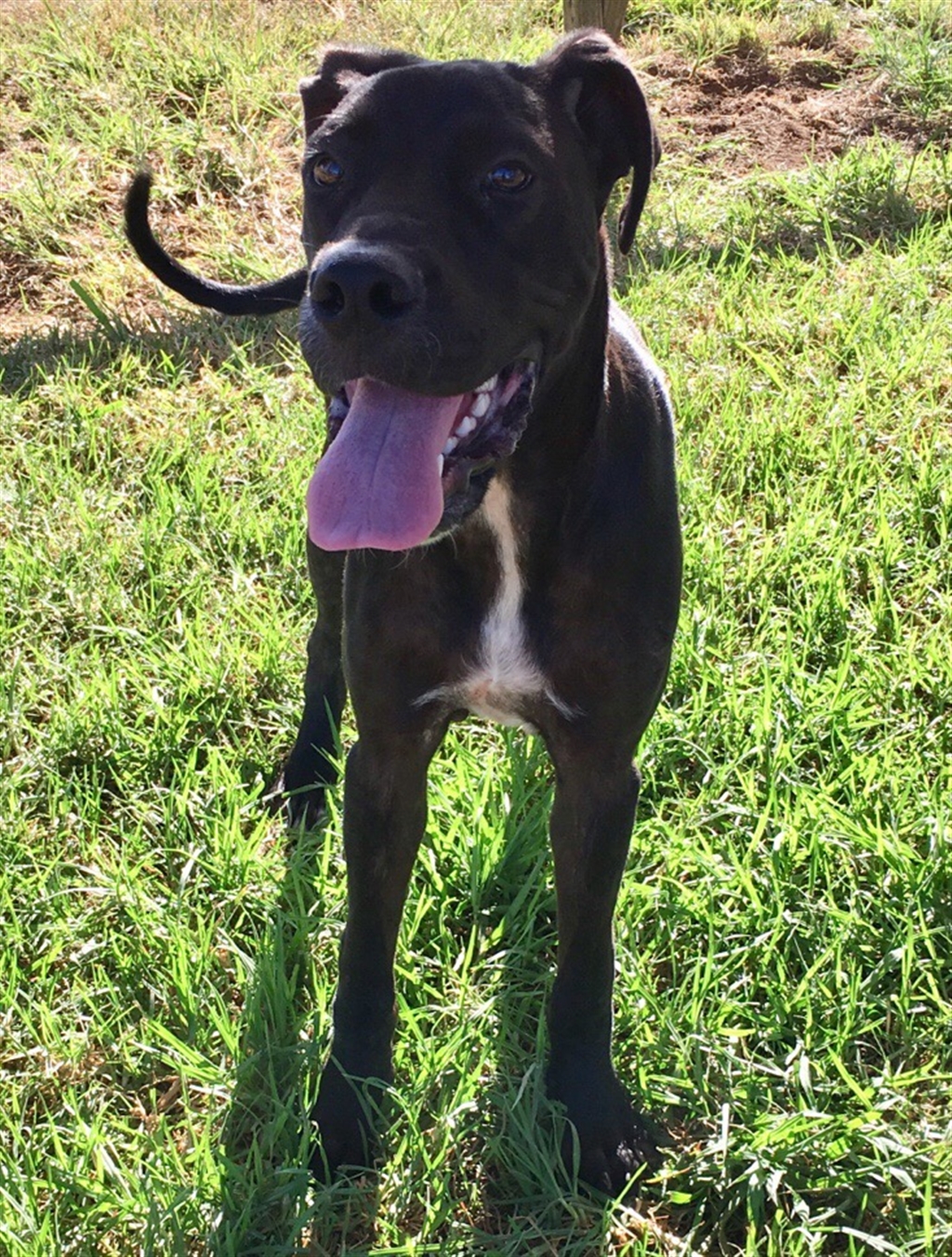 Zena Large Female Boxer x Great Dane Mix Dog in QLD PetRescue