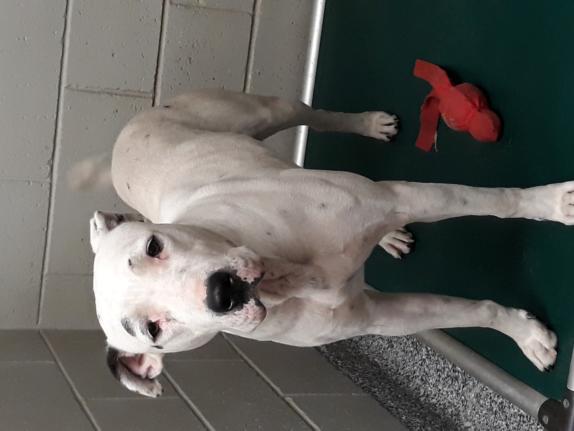 Kaos Large Female Bull Arab Dog in VIC PetRescue