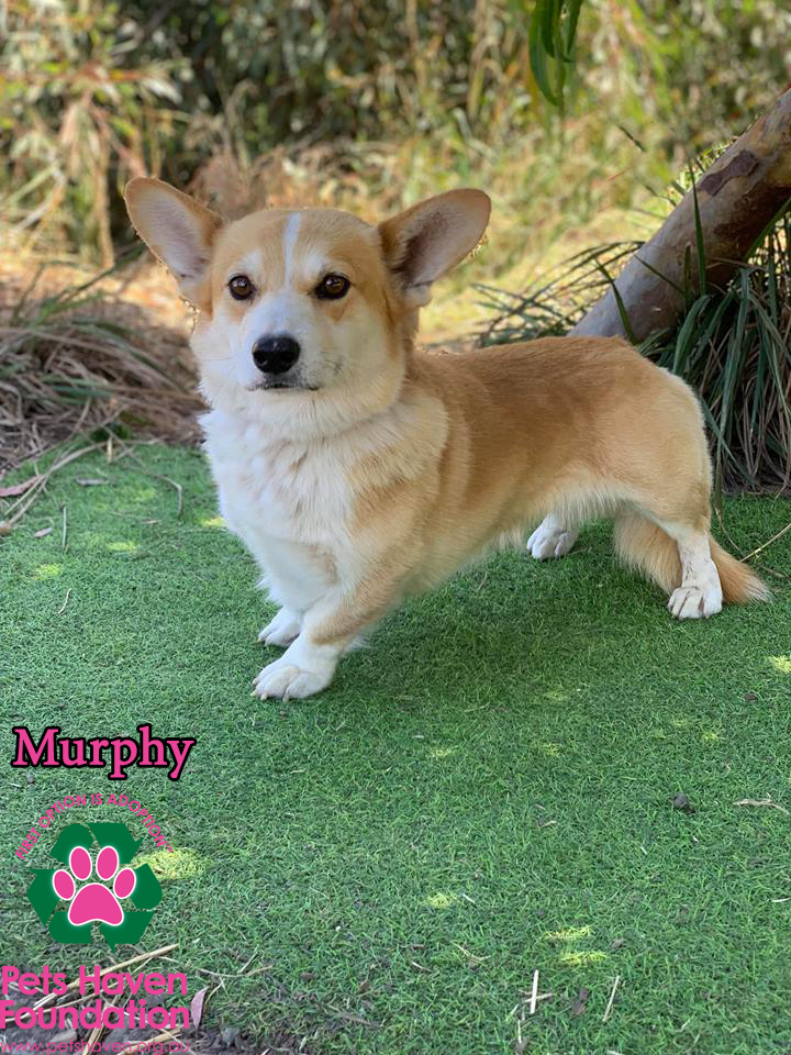 Murphy Small Male Welsh Corgi Dog In Vic Petrescue Murphy Small Male Welsh Corgi Dog In Vic Petrescue