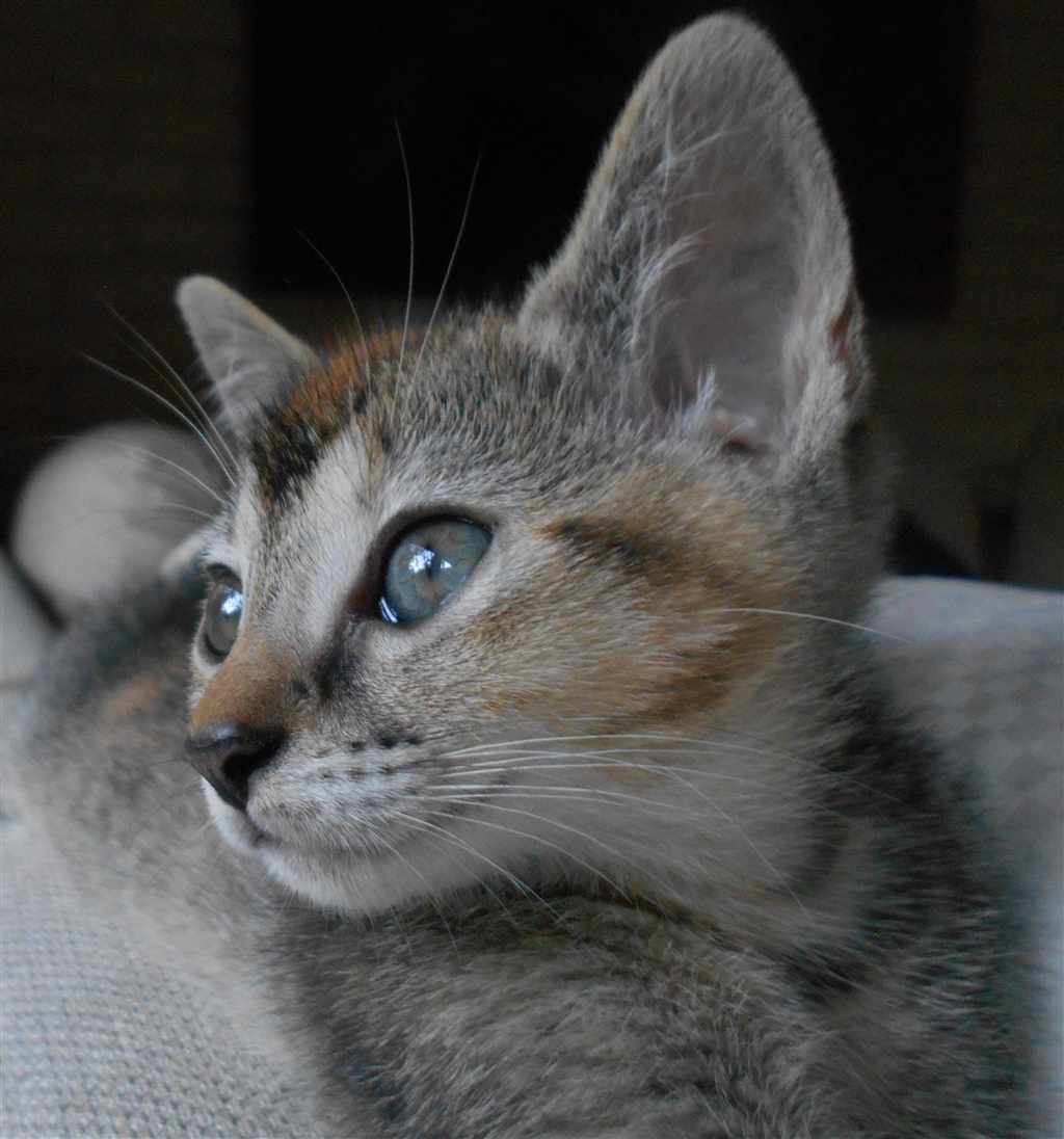 Mia - Female Abyssinian x Domestic Short Hair Mix Cat in  