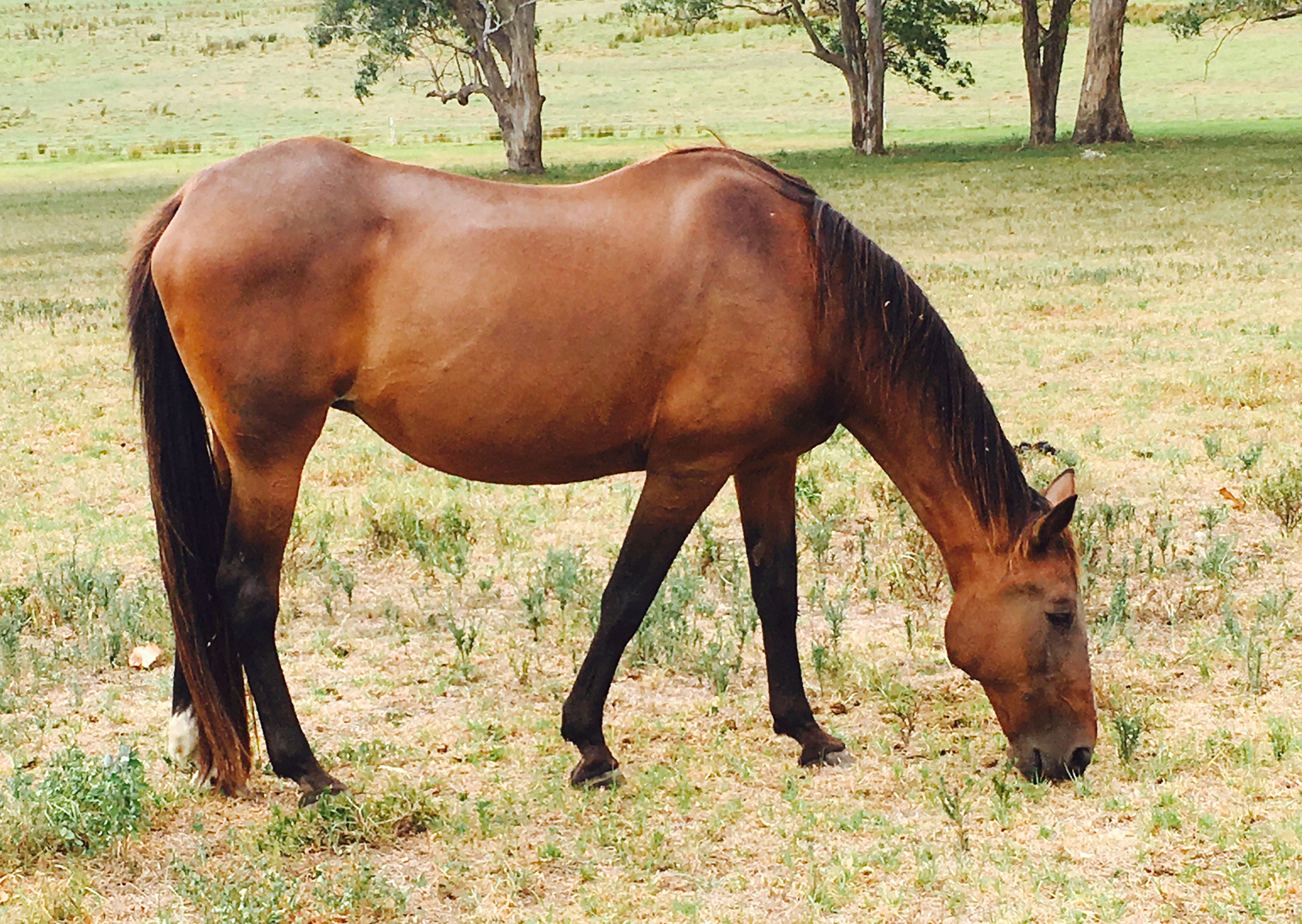 female of a horse