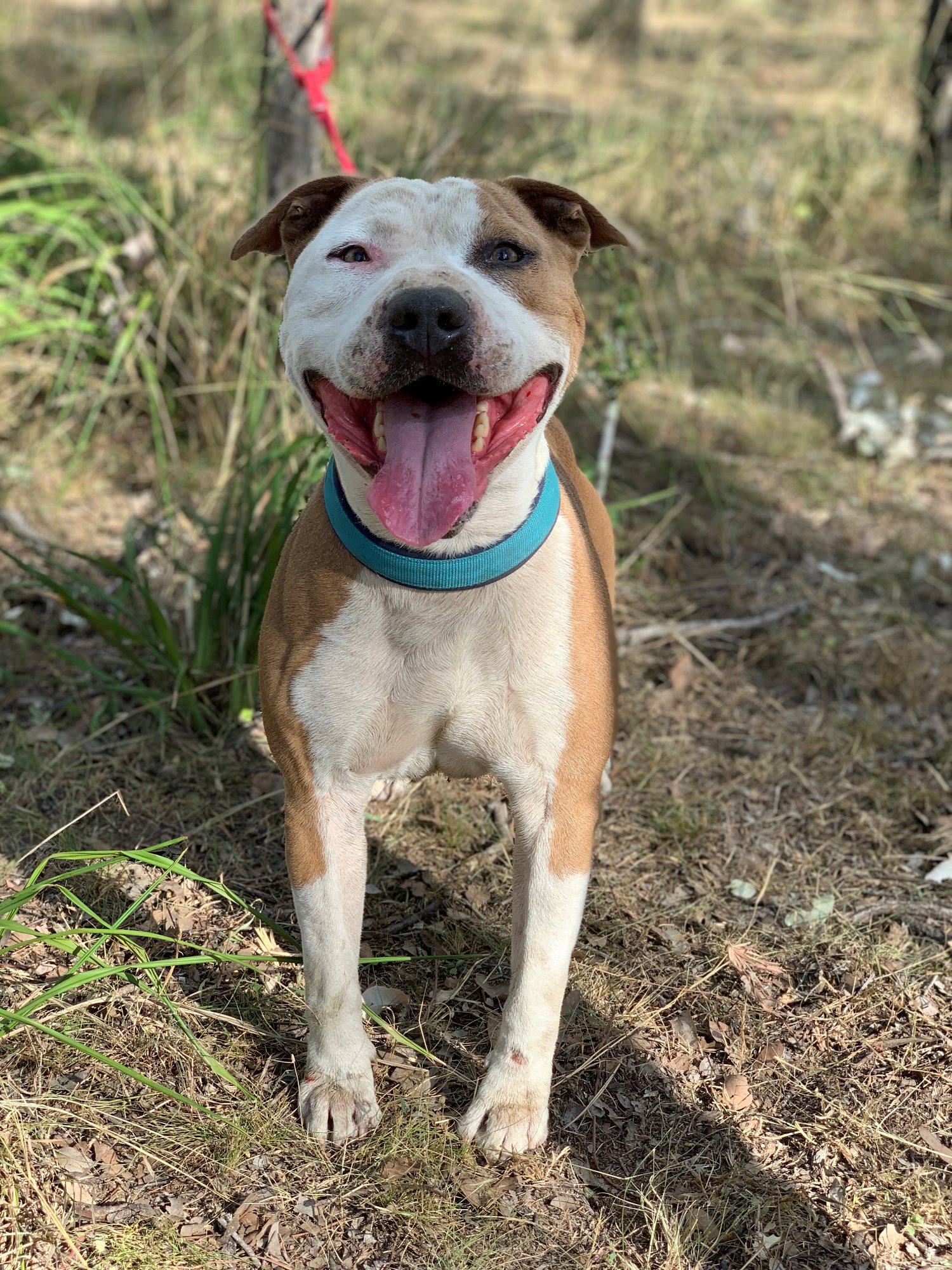 Archer Medium Male Staffy Dog in QLD PetRescue