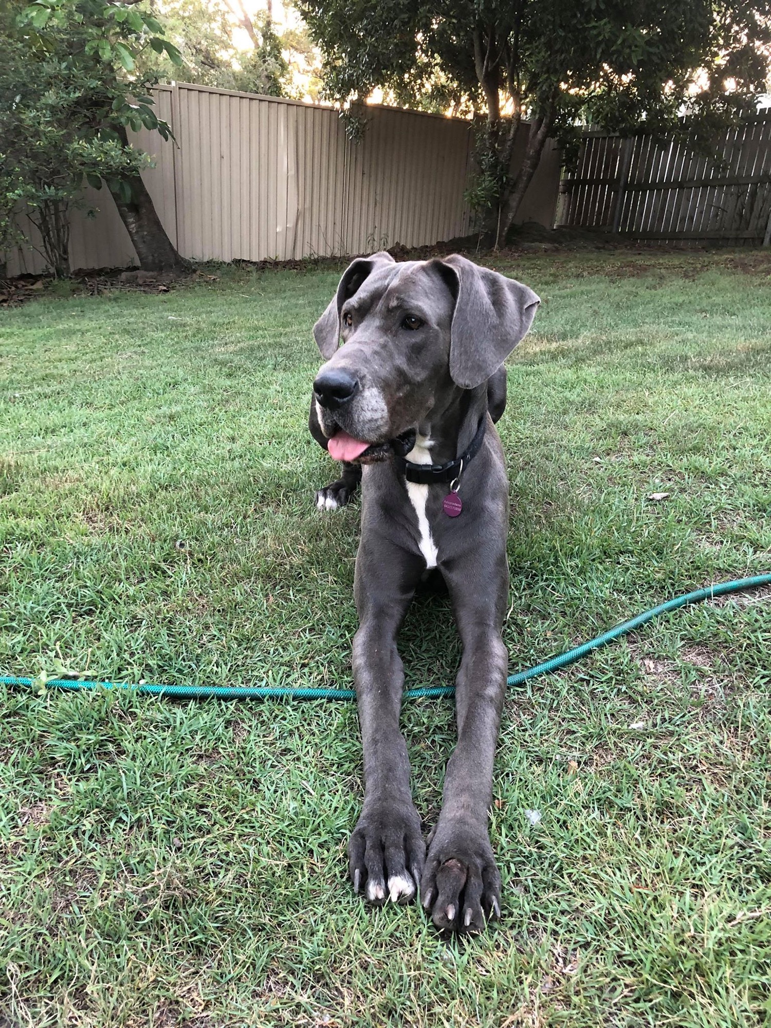 Great Dane Rescue Queensland - PetRescue