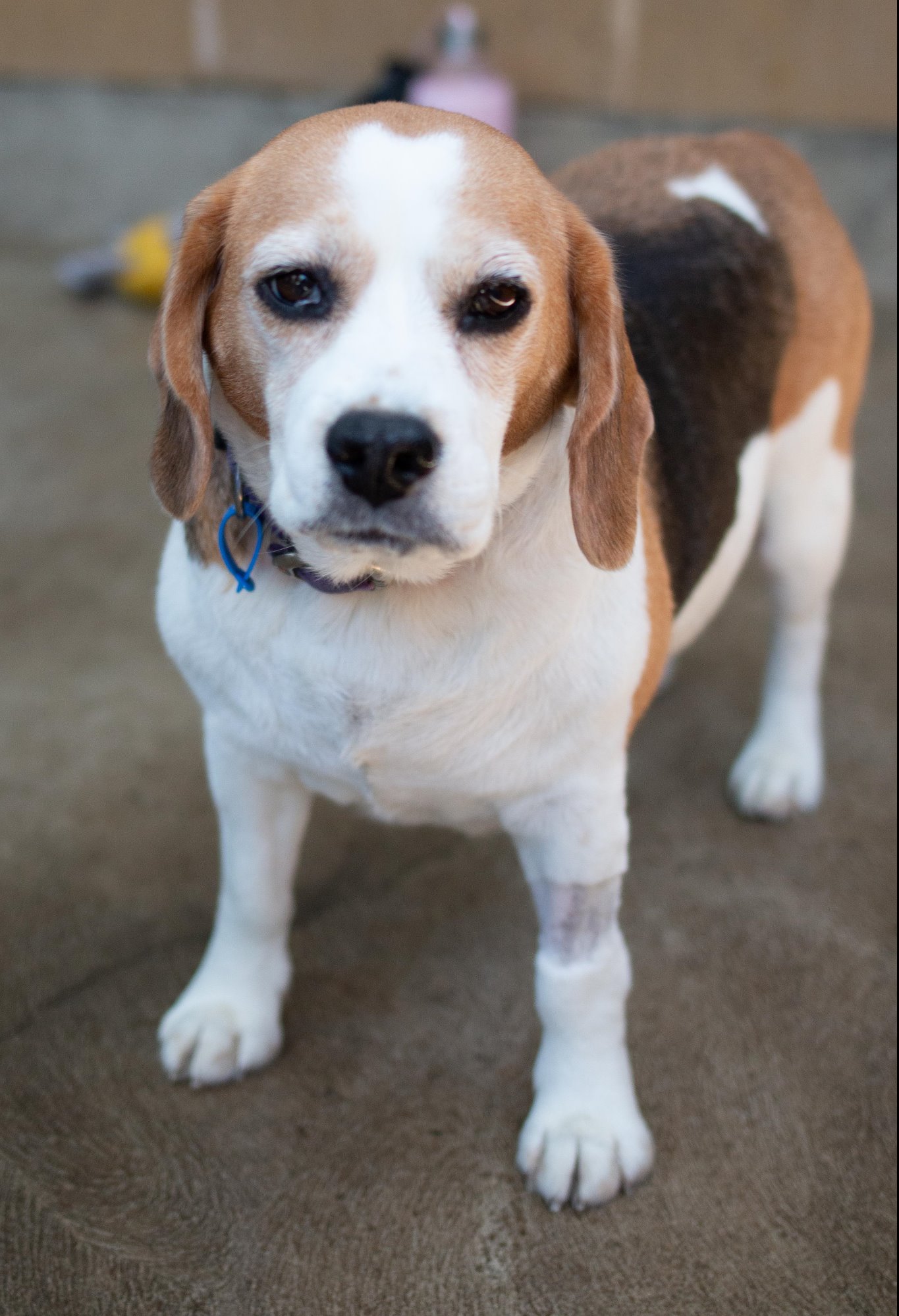 Maria Medium Female Beagle Dog in NSW PetRescue