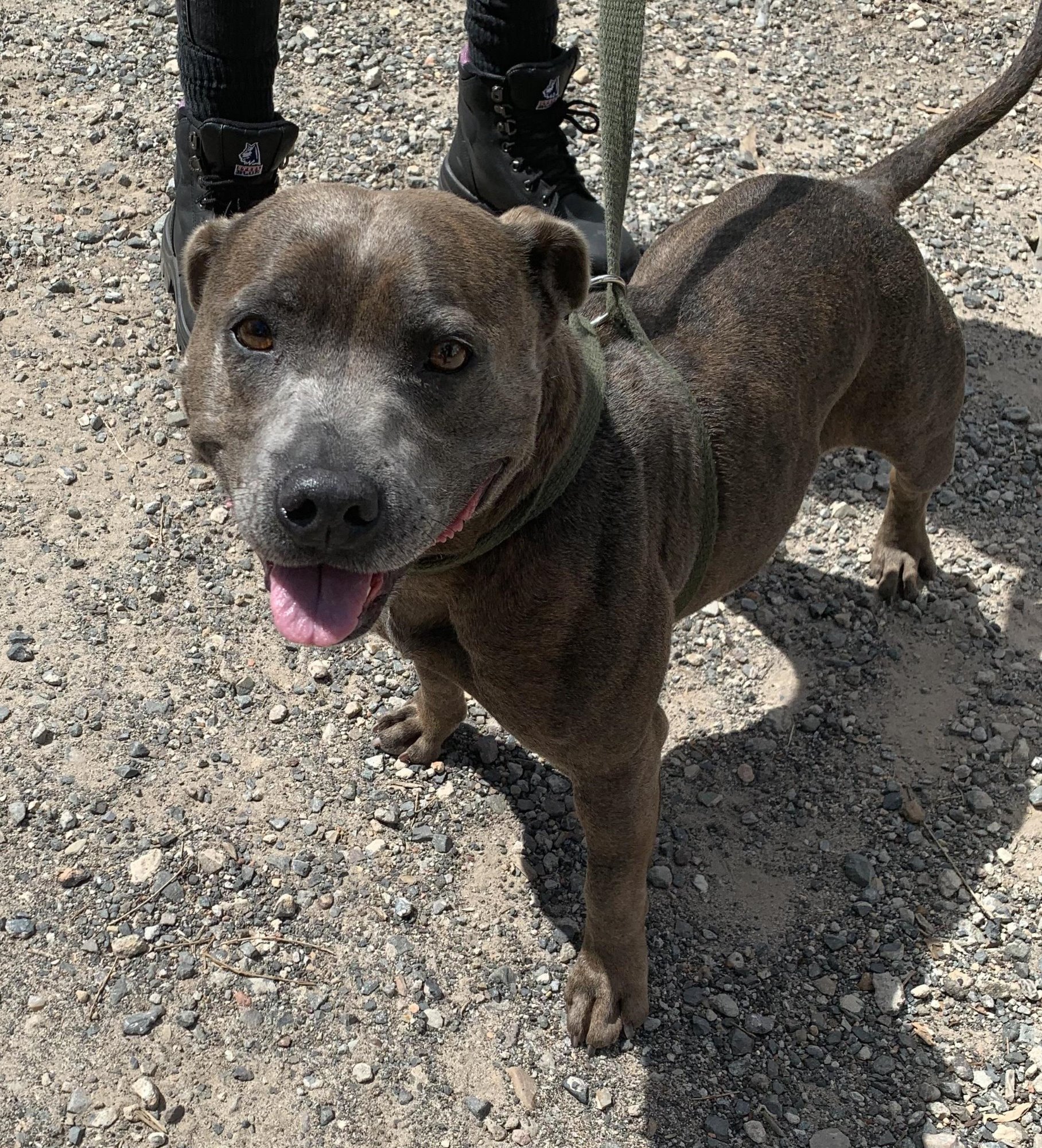 Penny Large Female Staffordshire Bull Terrier Mix Dog in NSW PetRescue