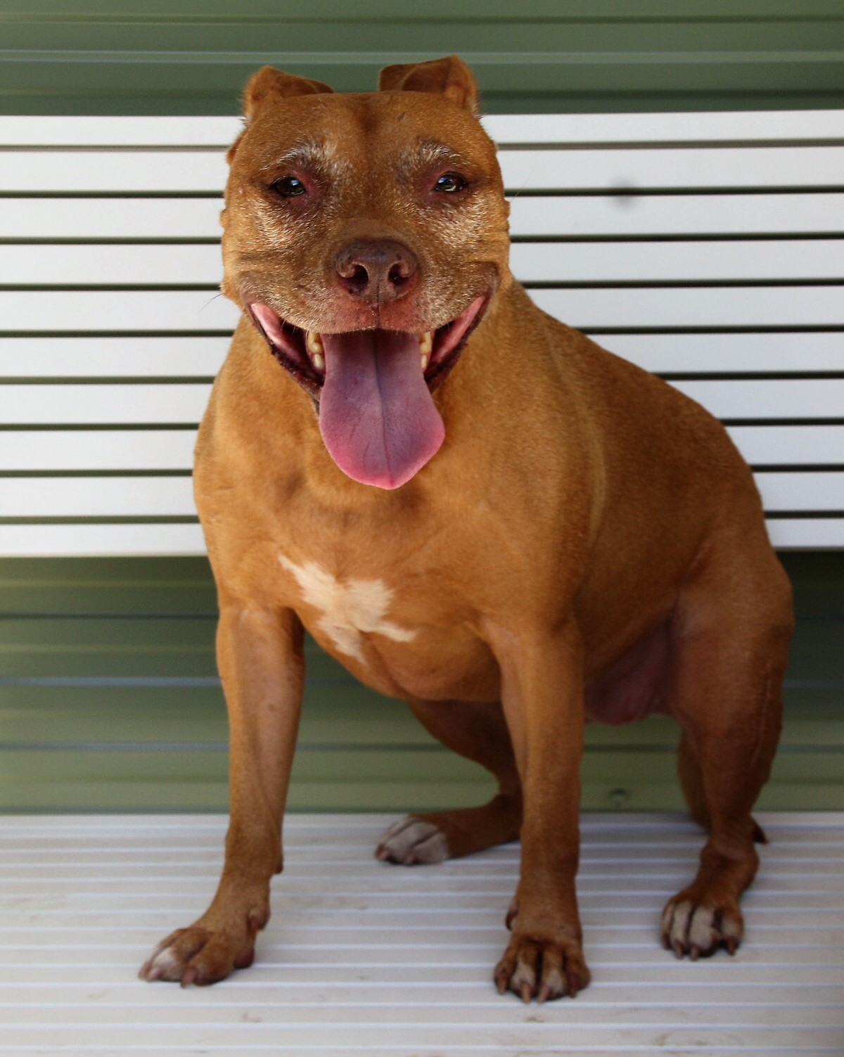 Karma - Medium Female Staffy Dog in NSW - PetRescue