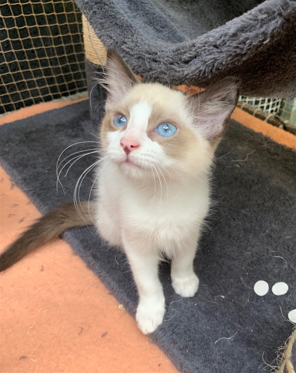 Sunny Male Snowshoe Mix Cat in QLD PetRescue