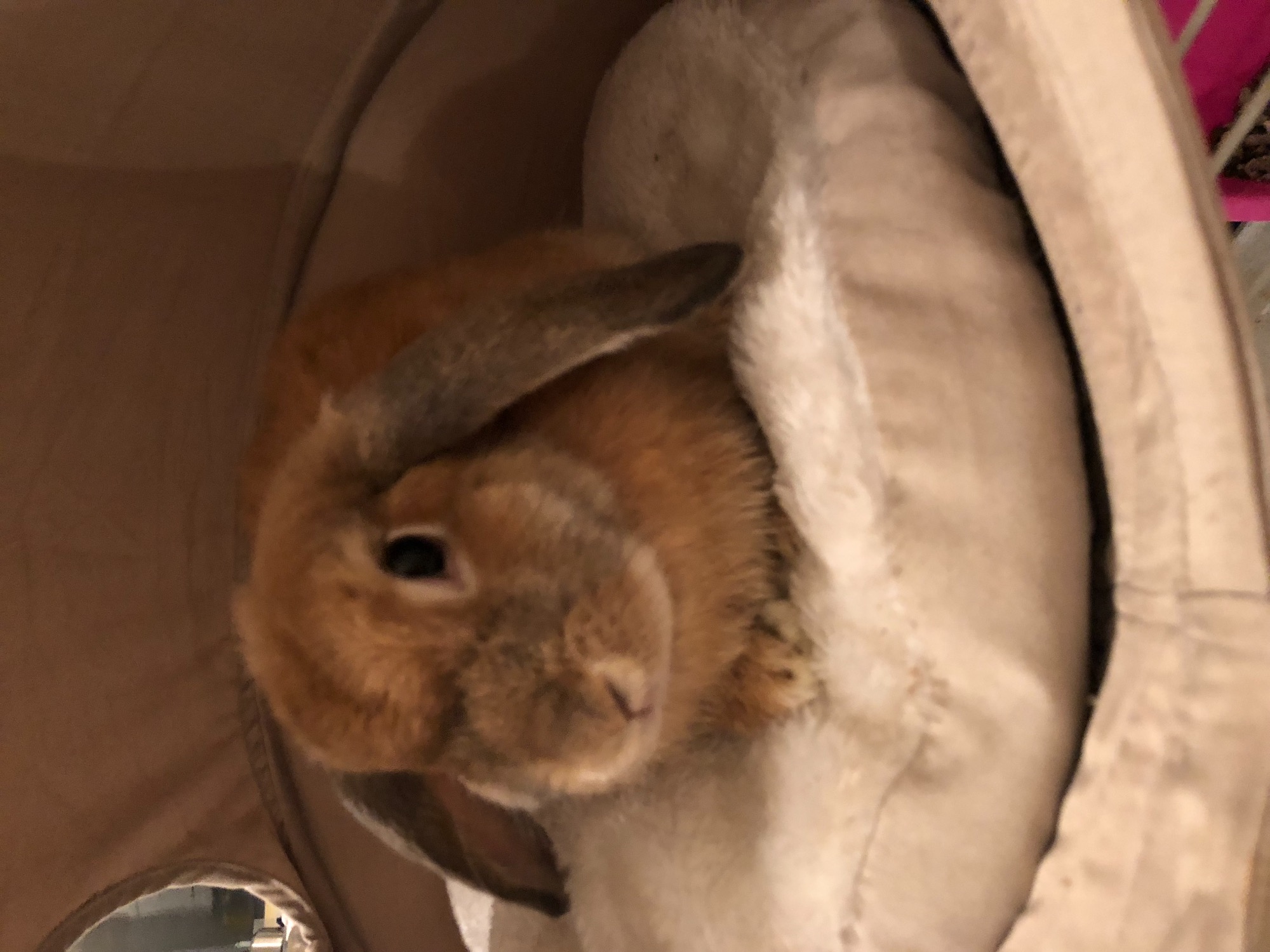 Charlotte Female Dwarf lop Rabbit in NSW PetRescue