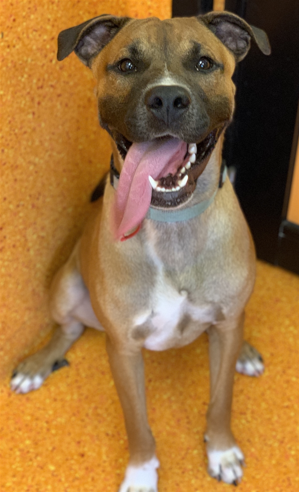 Buster Medium Male Boxer x American Staffordshire Bull Terrier Mix Dog in QLD PetRescue