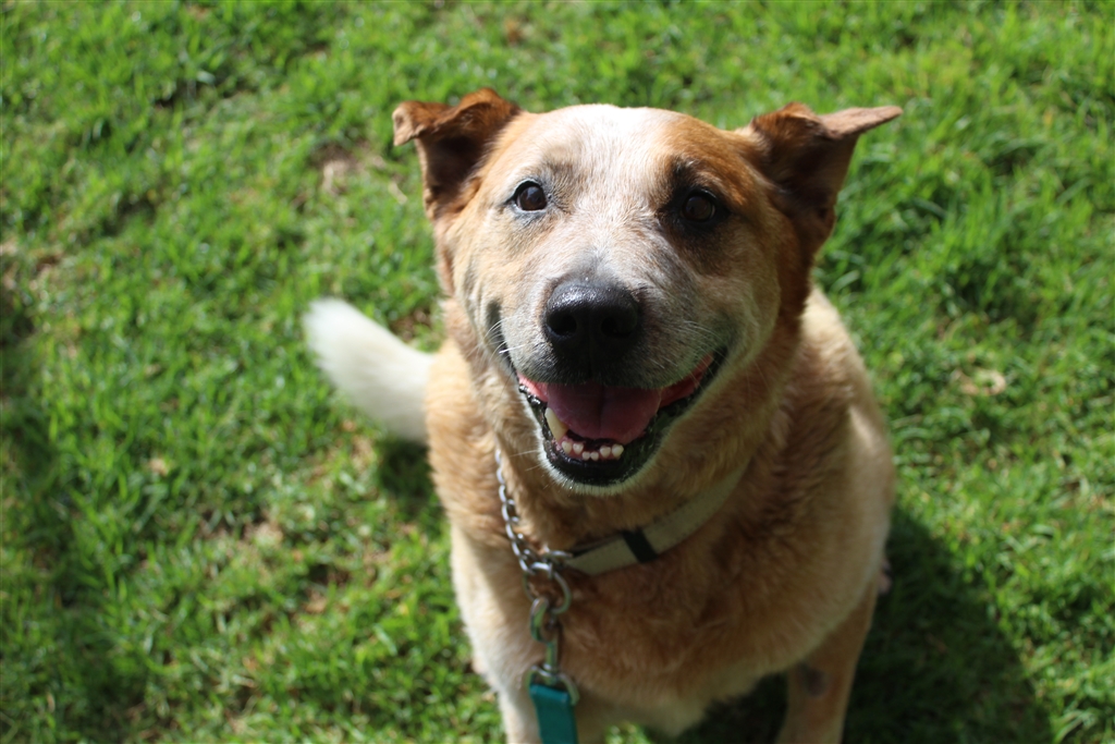 Teddy - Medium Male Red Heeler Mix Dog in WA - PetRescue