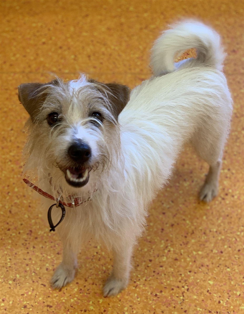 Happy Small Female Wirehaired Jack Russell Dog in QLD PetRescue