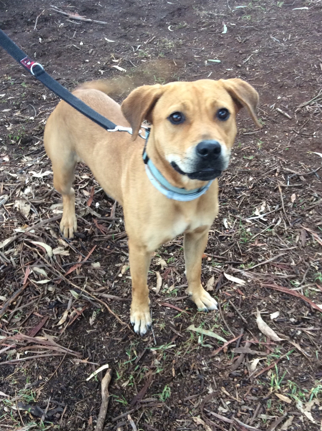 Lola Medium Female Shar Pei x Labrador Retriever Mix Dog in QLD