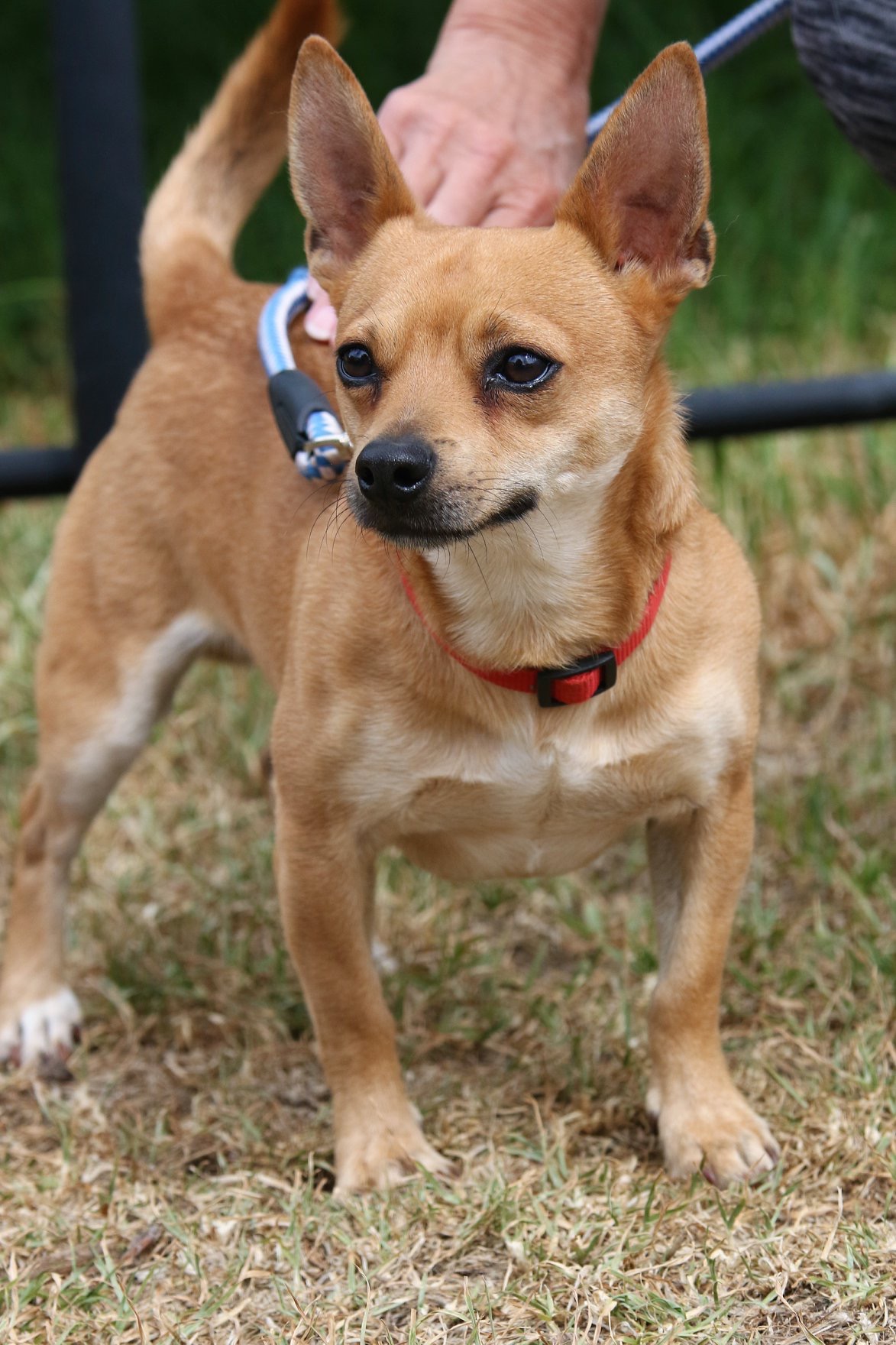 Jack Russell Terrier Cross Chihuahua Russell Chihuahua Pekingese