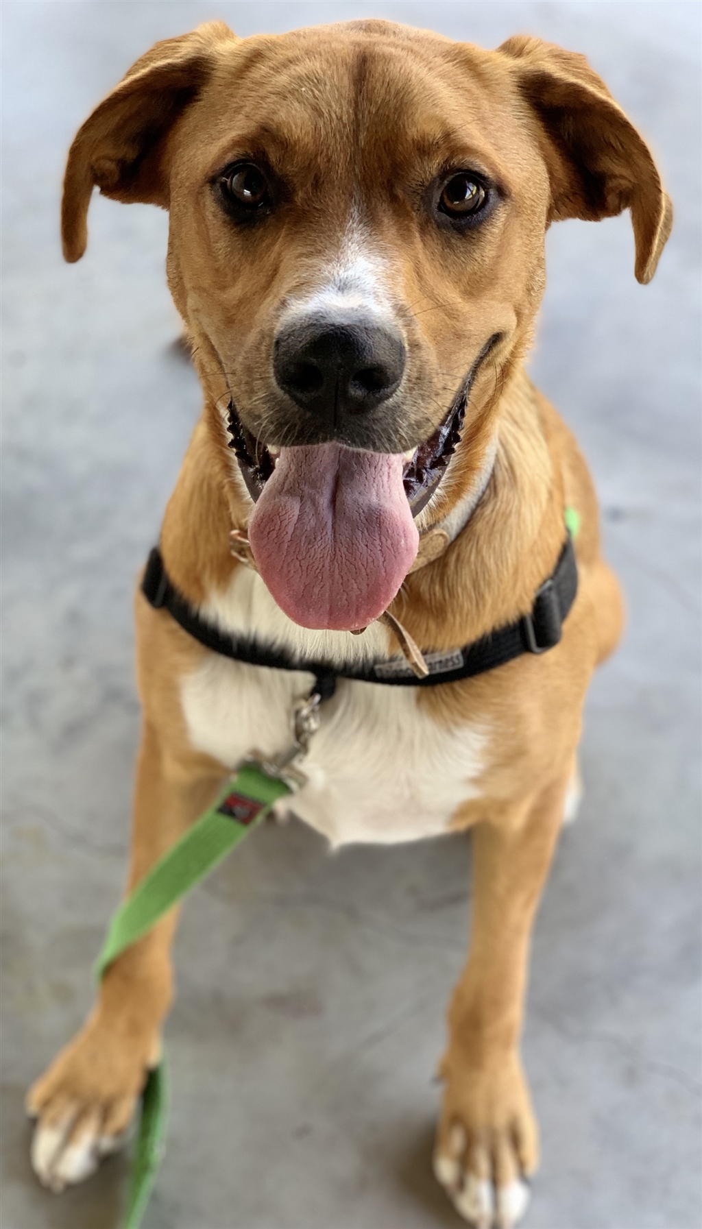 Angus - Medium Male German Shepherd x Rhodesian Ridgeback Mix Dog in ...