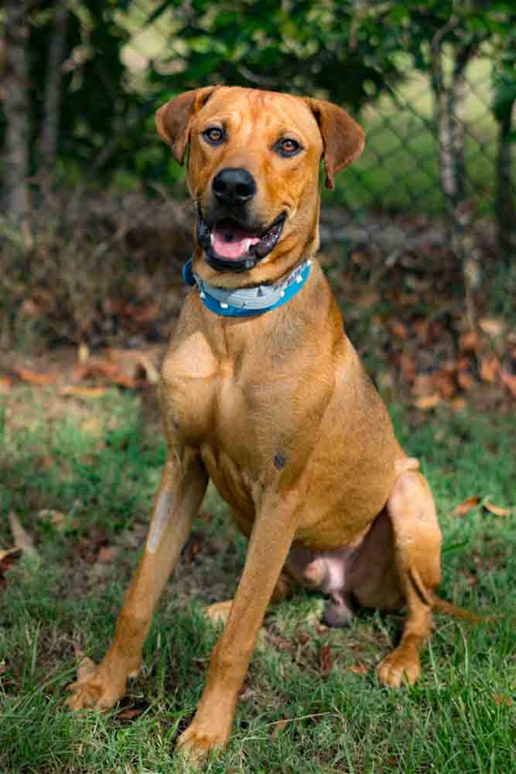 Banjo - Large Male Rhodesian Ridgeback Mix Dog in QLD - PetRescue