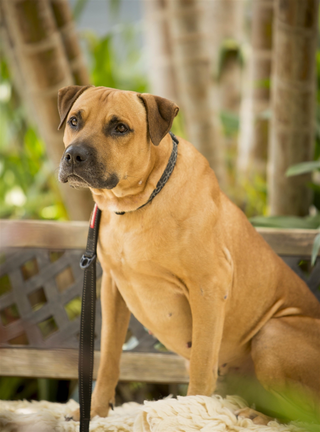 Buddy Large Male Rhodesian Ridgeback x American Staffordshire Bull Terrier Mix Dog in QLD