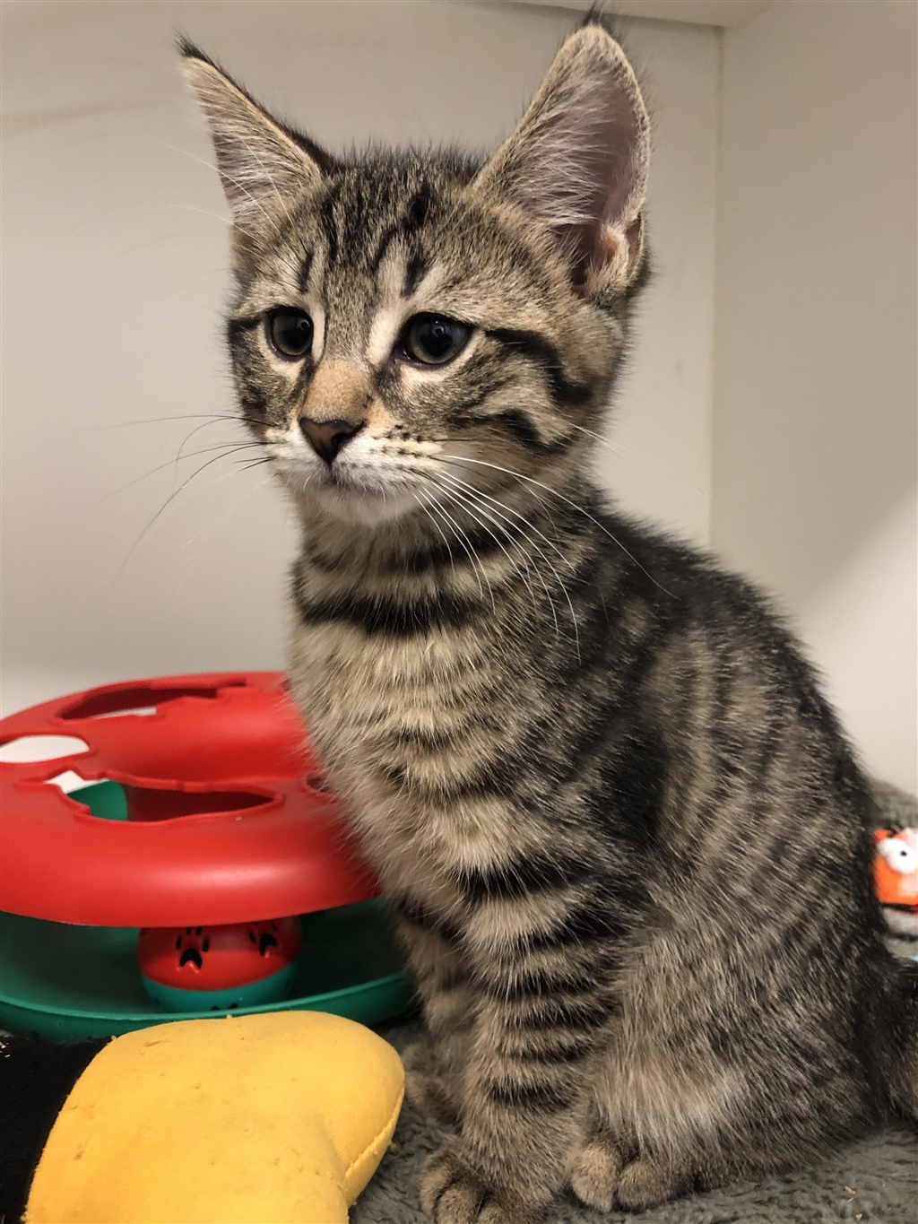 Cinderella Female Dsh Mix Cat In Wa Petrescue