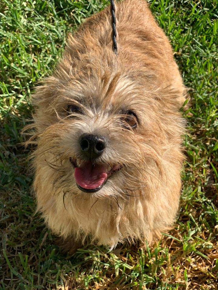 Lisa Small Female Norwich Terrier Dog in SA PetRescue