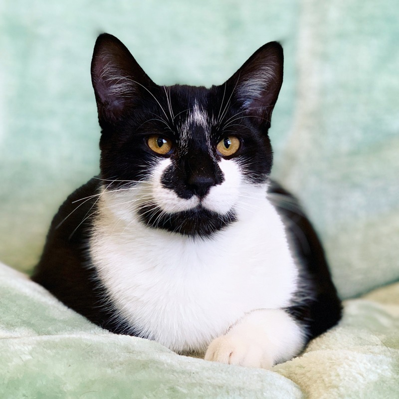 Patches - Male Domestic Short Hair Cat in VIC - PetRescue