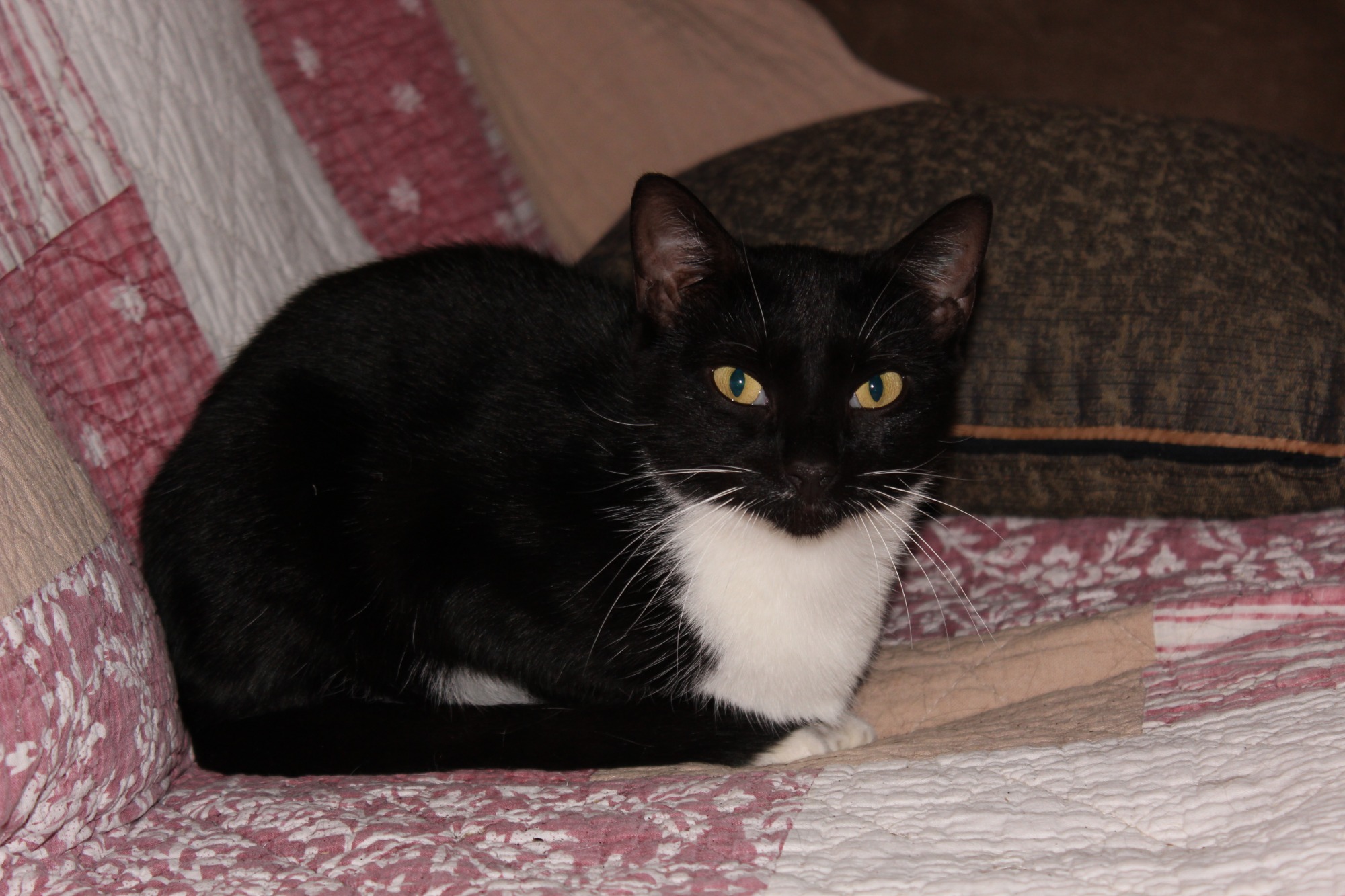 2nd Chance Cat Rescue PetRescue