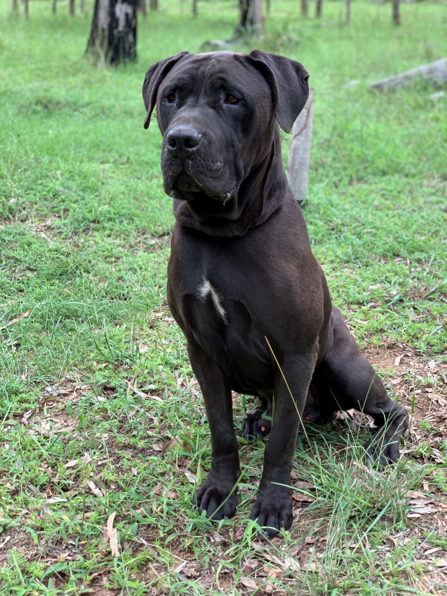 dino-large-male-neapolitan-mastiff-dog-in-qld-petrescue