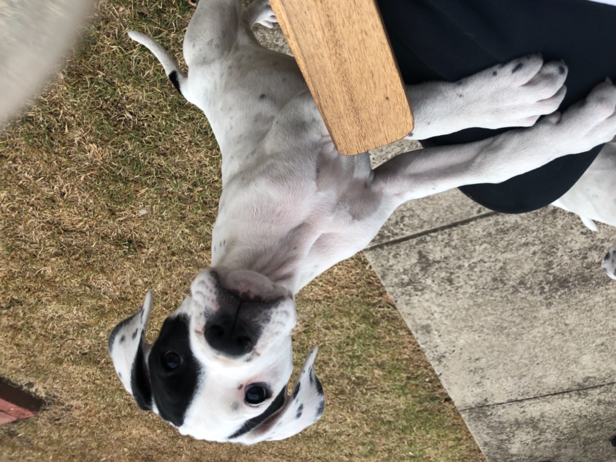 Taz Large Female Boxer x Great Dane Dog in VIC PetRescue