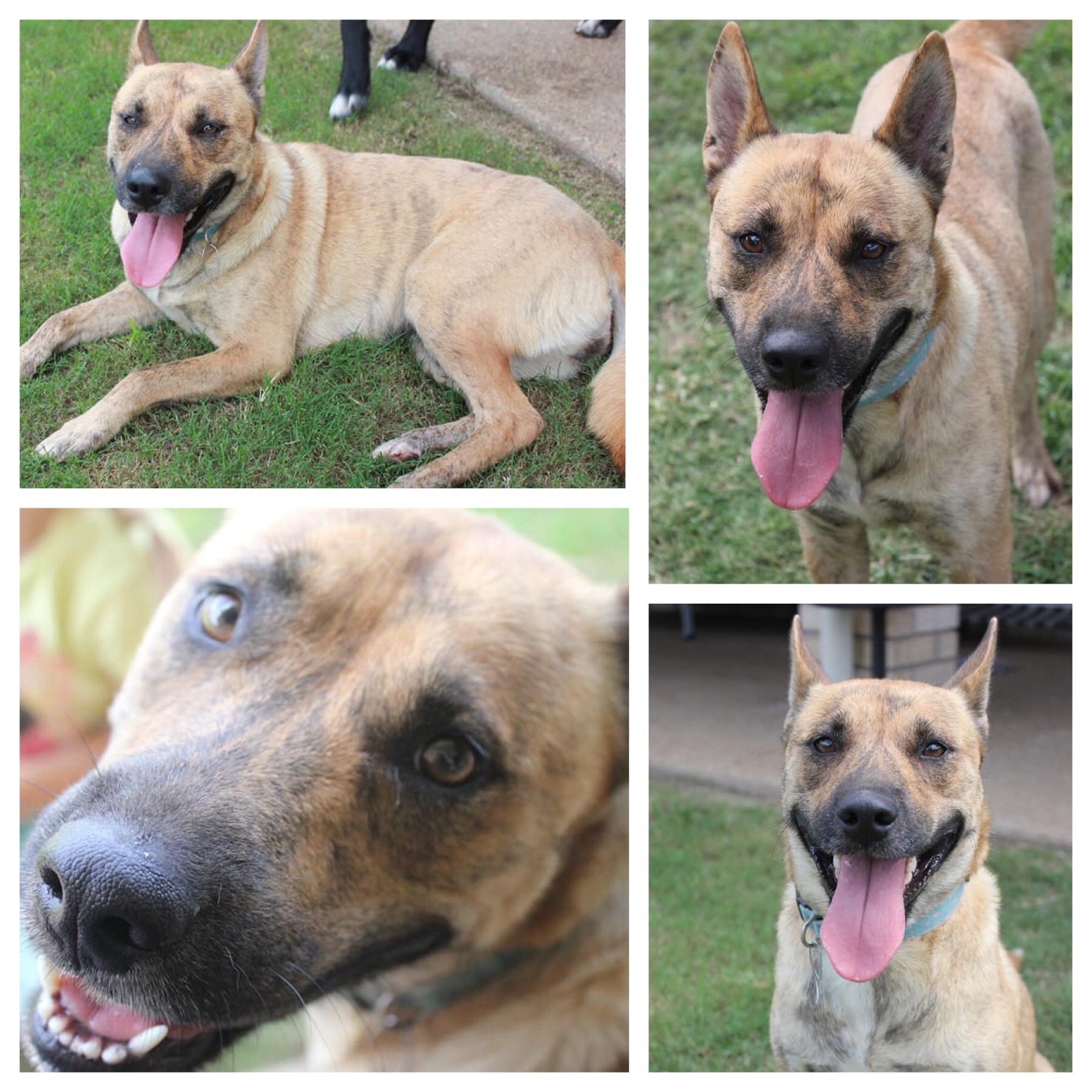 Lexi Large Female Mixed Breed Dog in QLD PetRescue