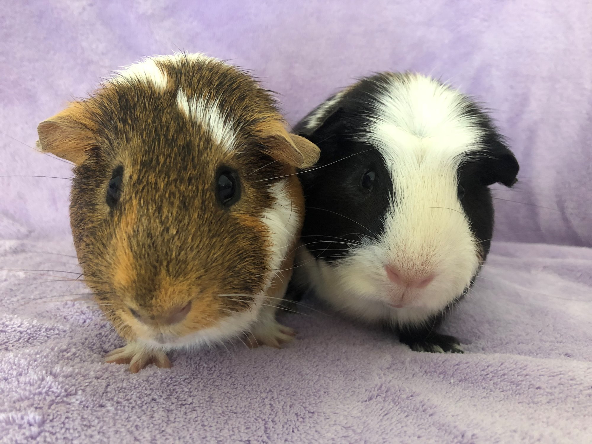 Gold Coast Guinea Pig Rescue PetRescue