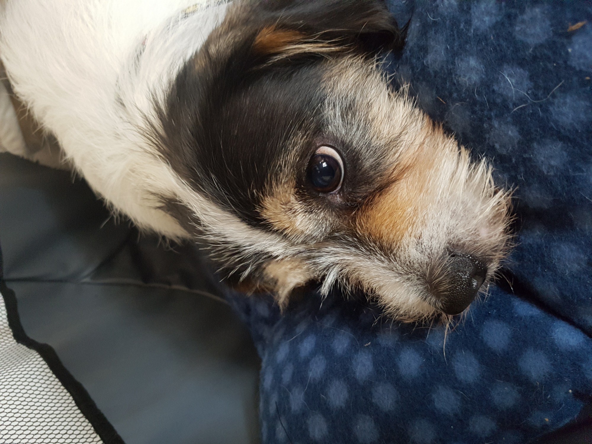 Pippi Small Female Cavalier King Charles Spaniel x Jack Russell Terrier Mix Dog in NSW PetRescue Pippi Small Female Cavalier King Charles Spaniel x Jack Russell Terrier Mix Dog in NSW PetRescue