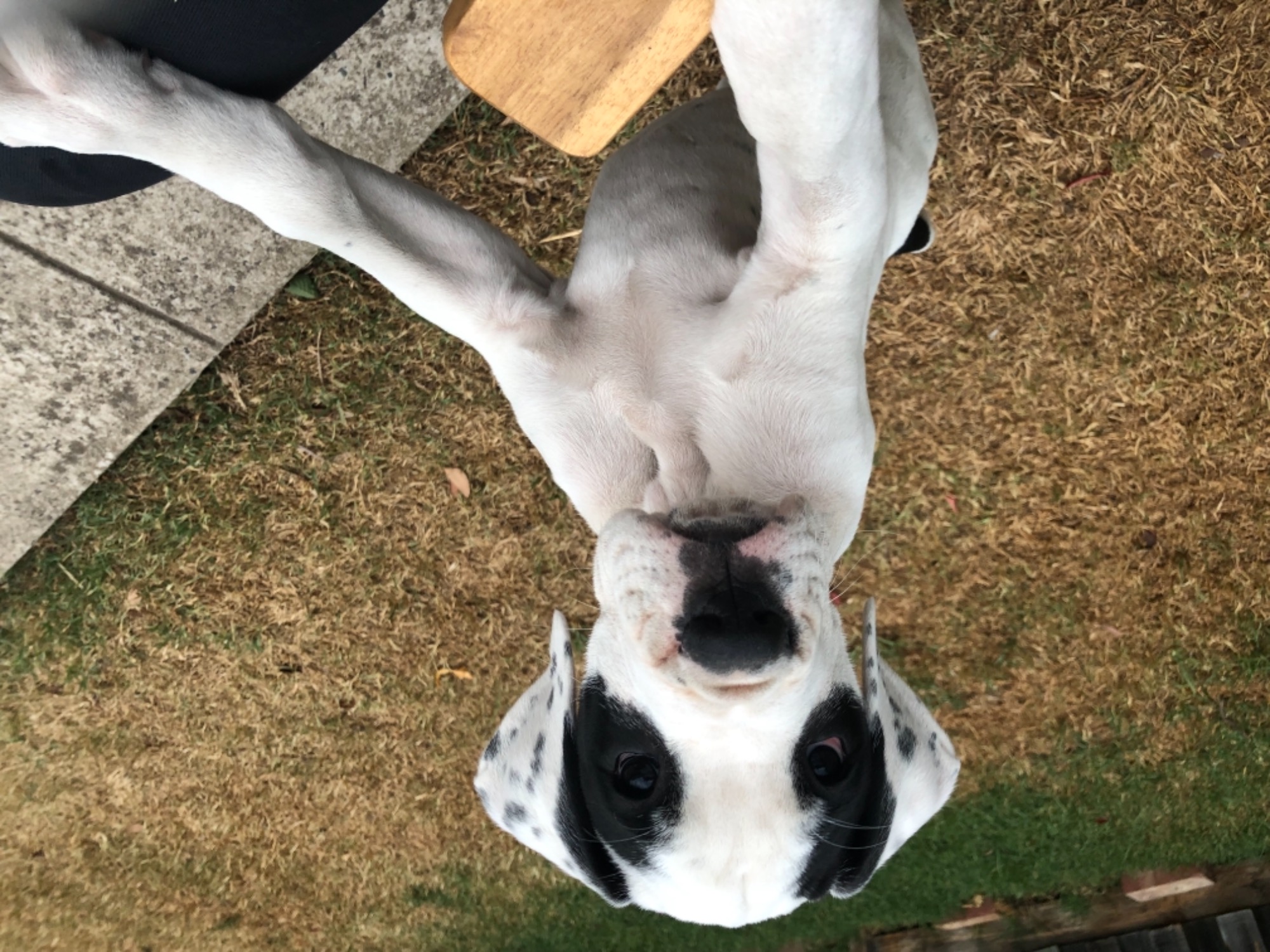 Boomer Large Male Boxer x Great Dane Dog in VIC PetRescue