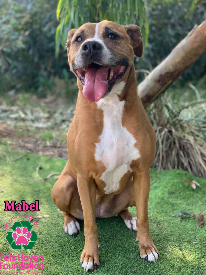 Mabel Medium Female Boxer x Staffordshire Bull Terrier Mix Dog in VIC PetRescue
