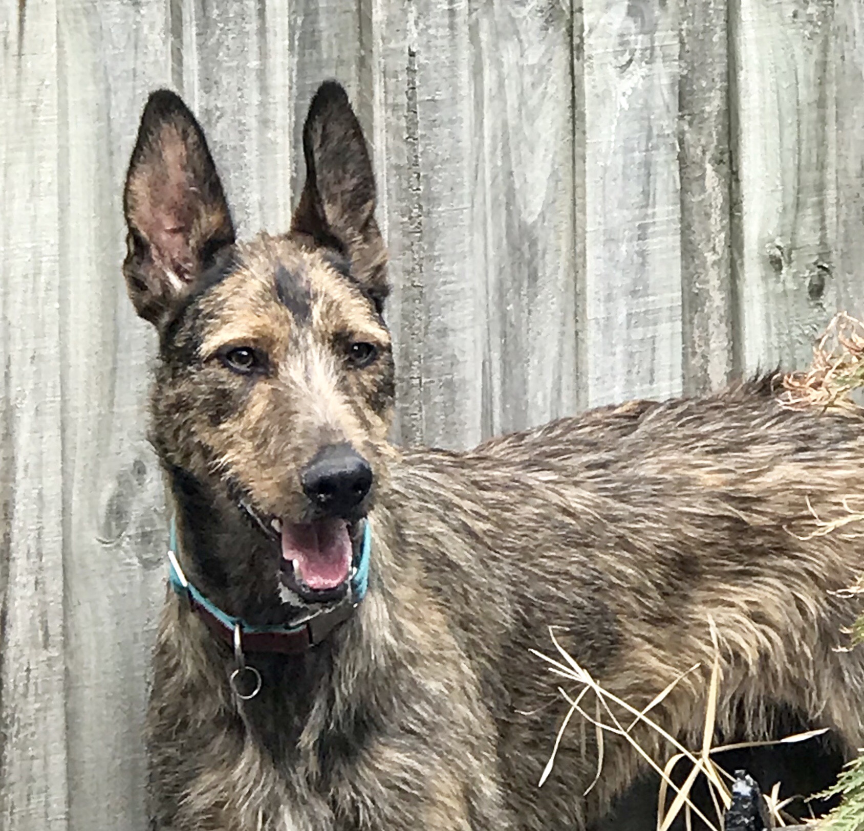 German Shepherd Irish Wolfhound German Shepherd Irish Wolfhound X Kelpie Irish  Wolfhound X German, image size:1688x1624