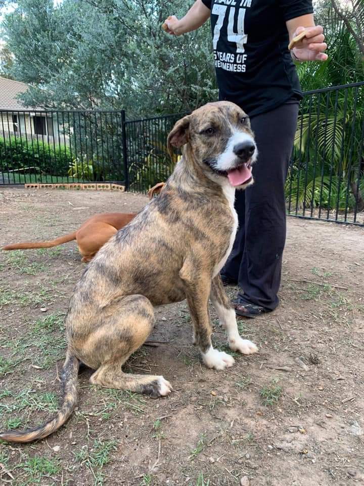 Leo Large Male Bull Arab x Irish Wolfhound Mix Dog in QLD PetRescue