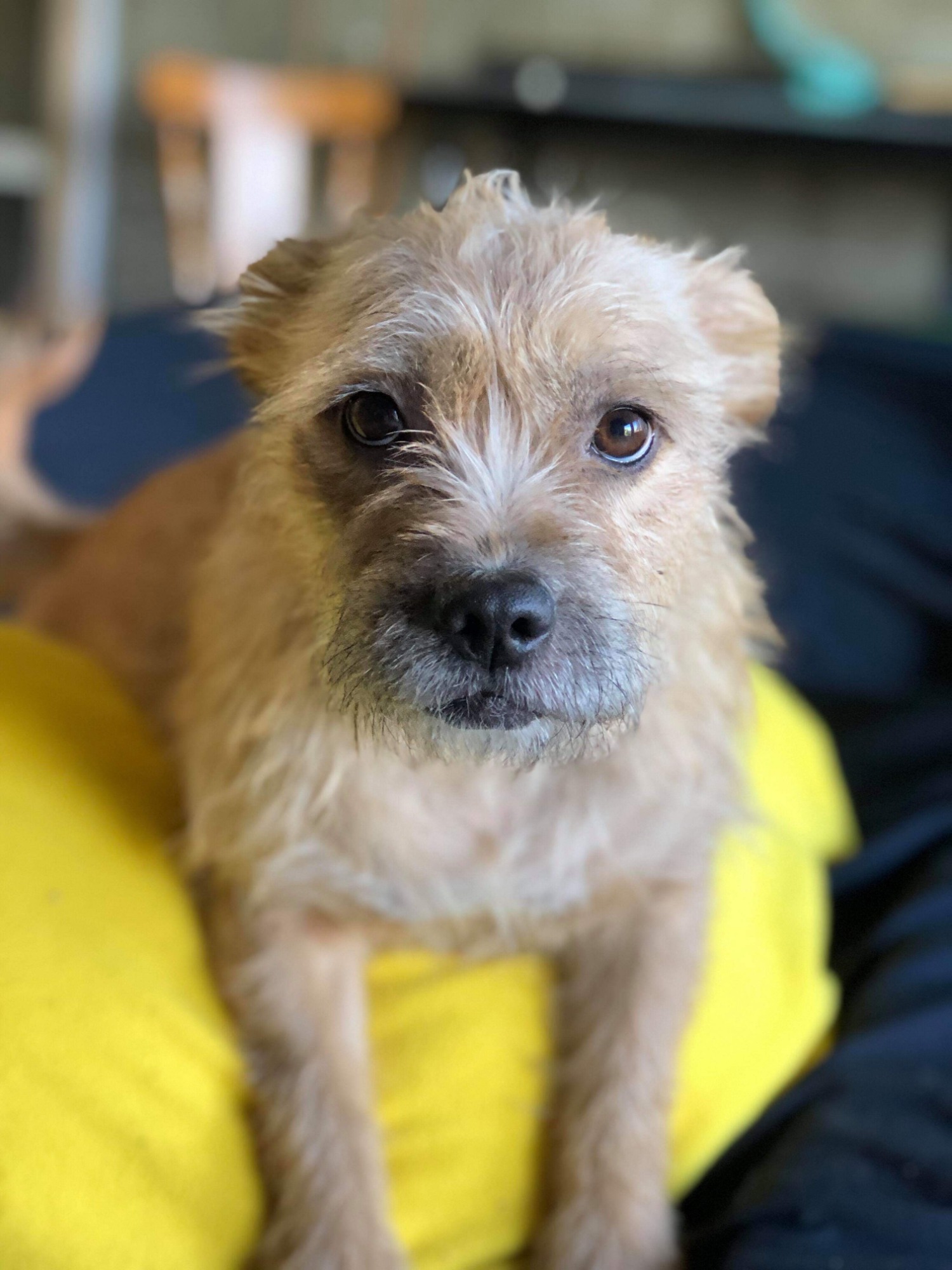 Dogs Trust Border Terrier Rescue Yorkshire Dog Rescue North East