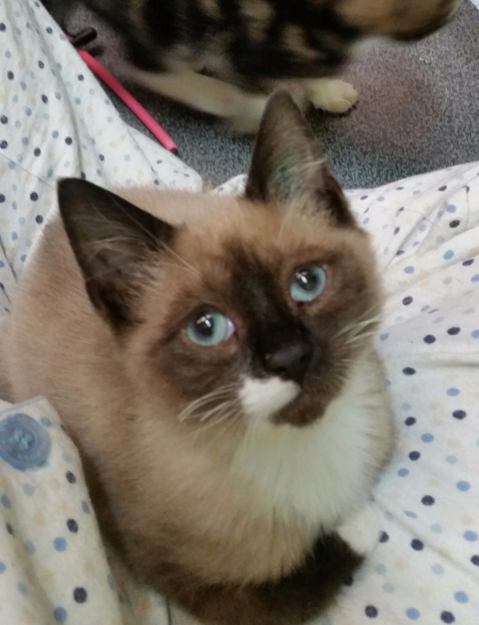 chai-male-snowshoe-cat-in-vic-petrescue