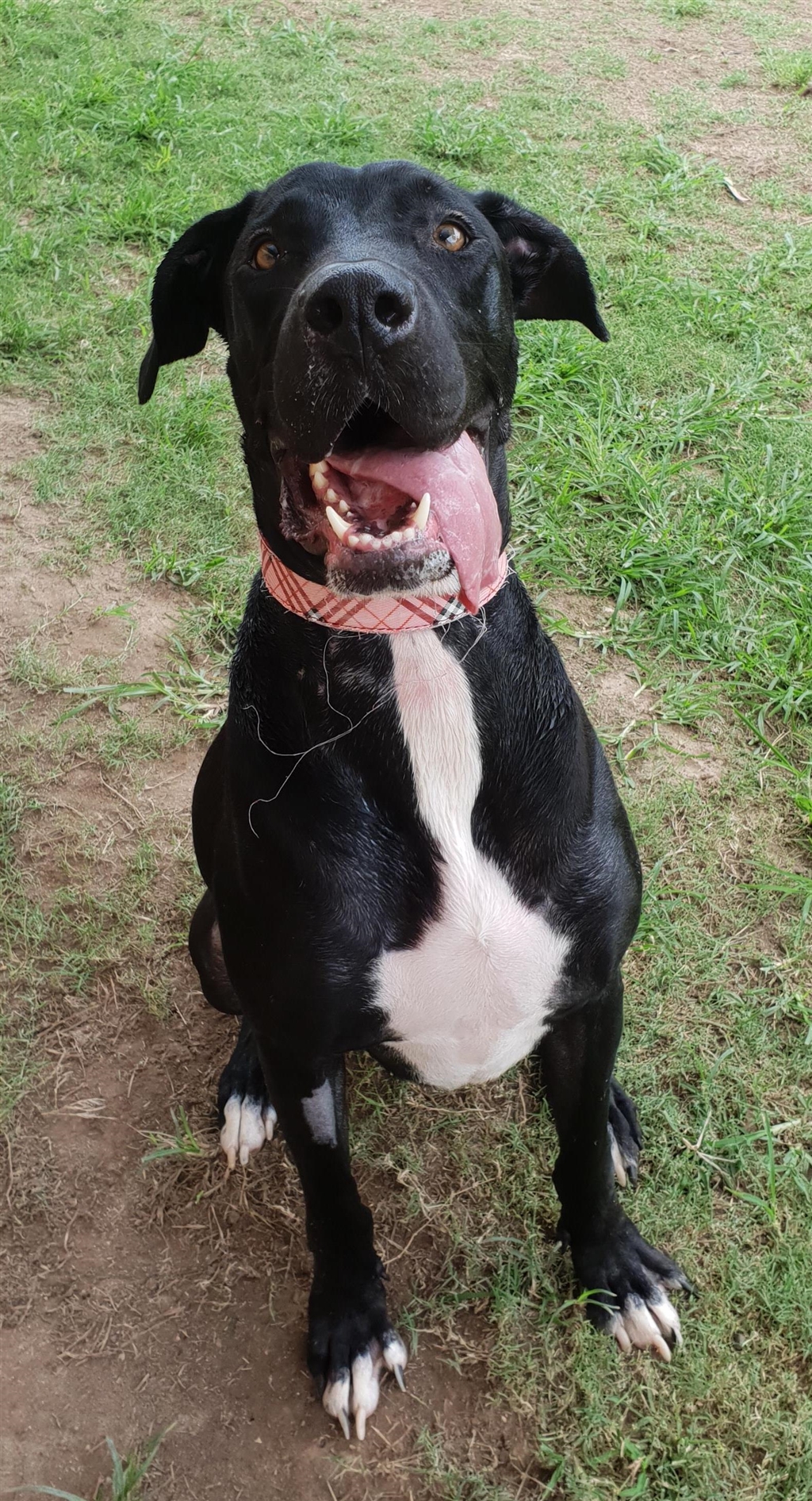 Elizabeth Large Female Great Dane X Labrador Retriever Mix Dog In QLD   Jgzabukaxjbzpycfhkv0 