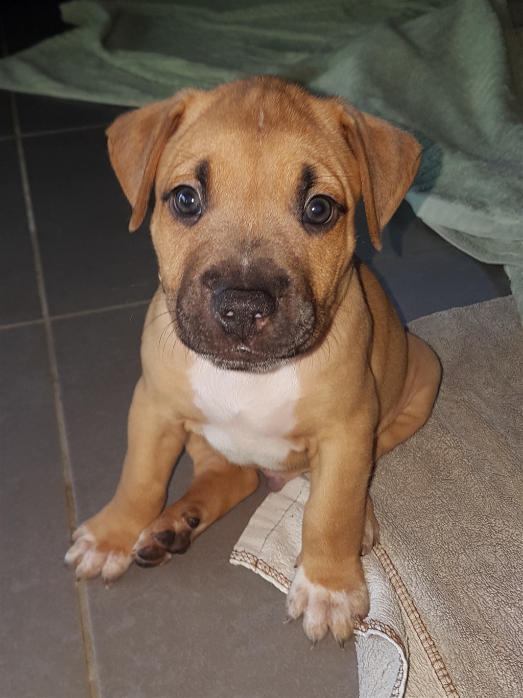 Buddy Medium Male Rhodesian Ridgeback X American Staffordshire Bull