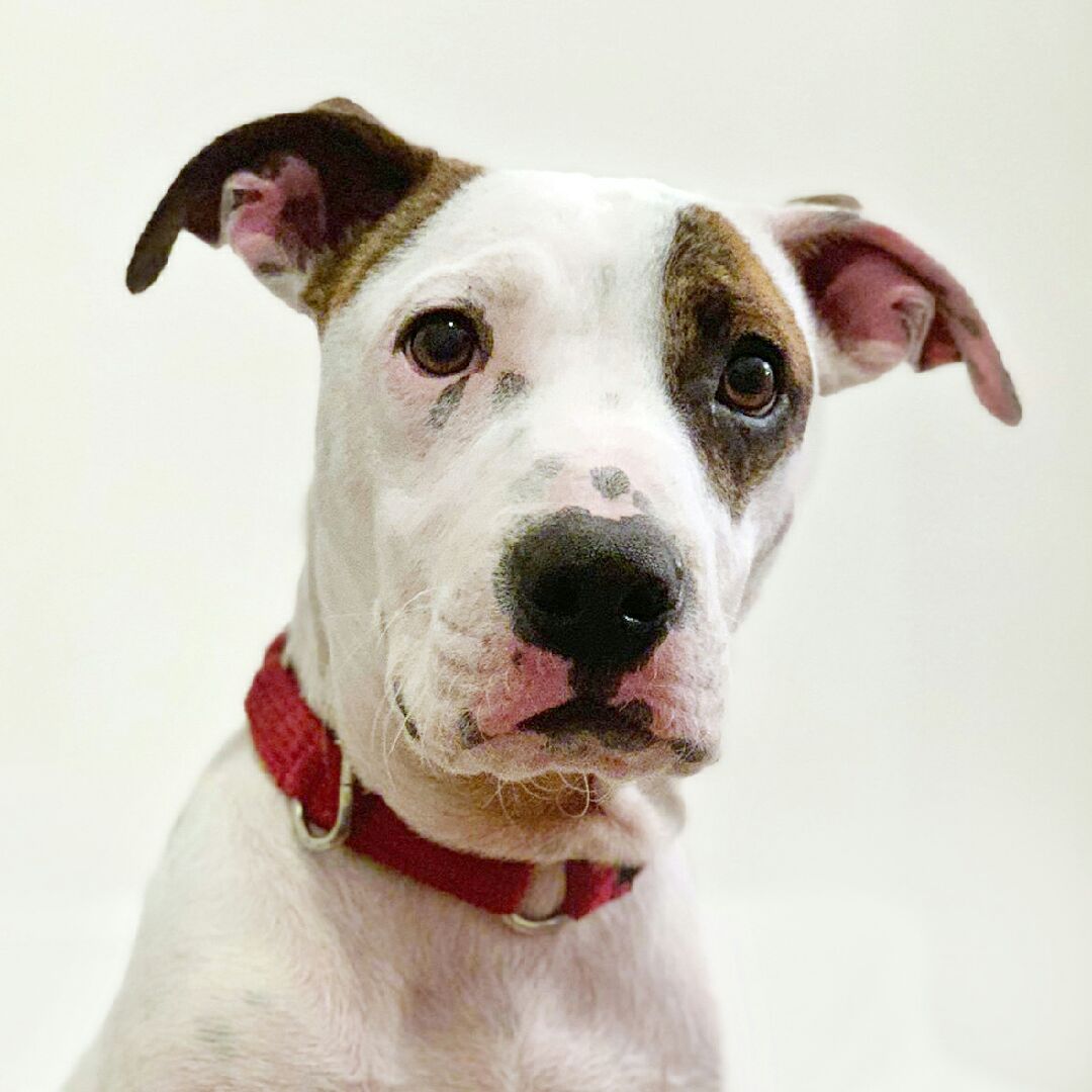 Dallas Large Male Bull Arab Dog in NSW PetRescue