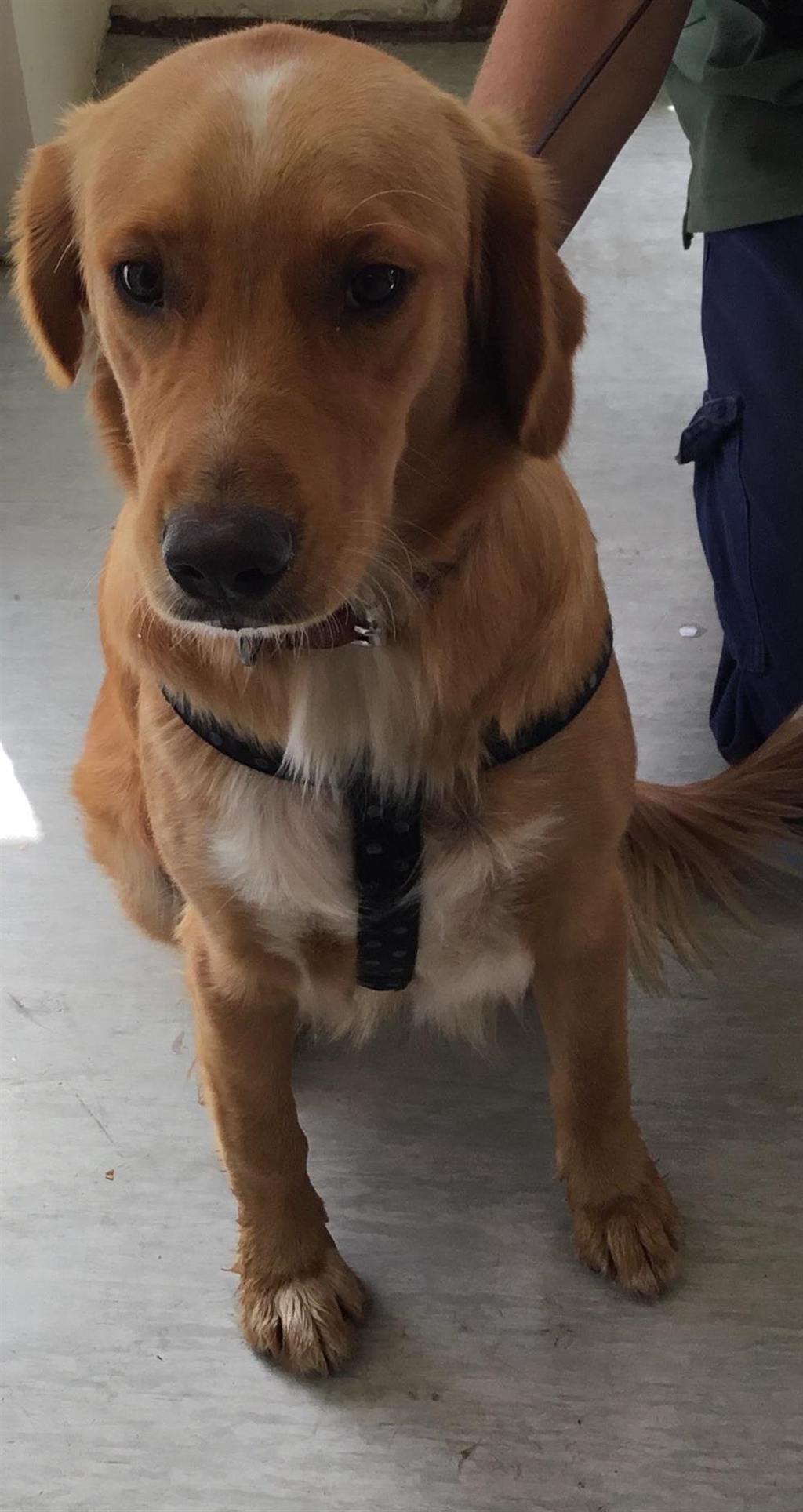 Duck Tolling Retriever Golden Retriever Mix