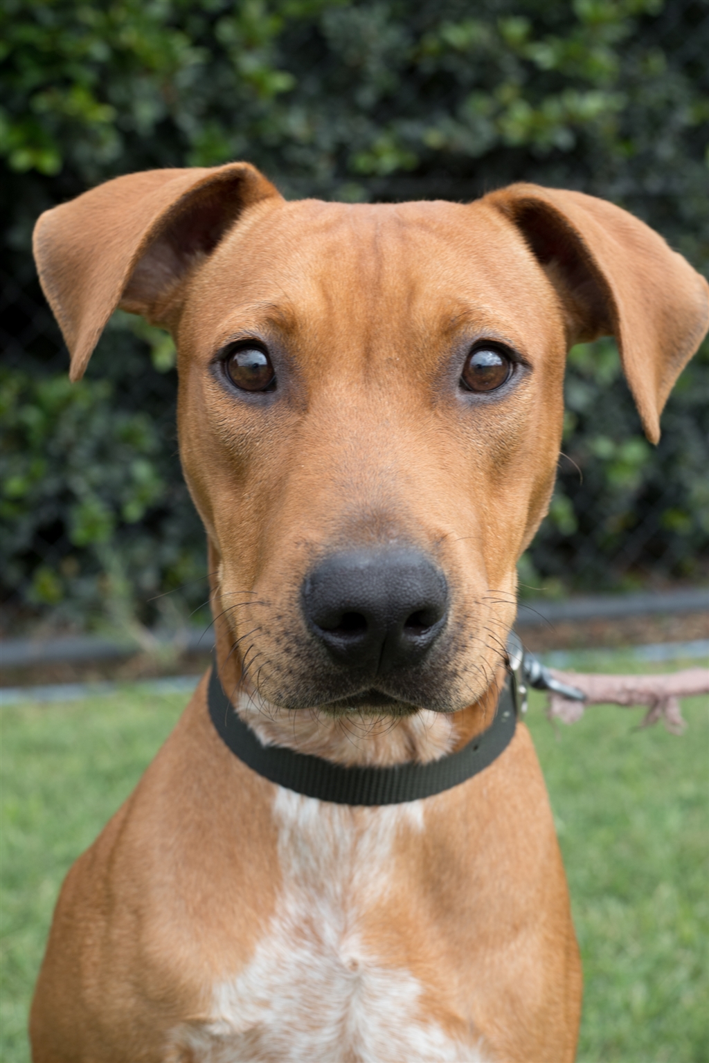 Obi Medium Male Rhodesian Ridgeback x American Staffordshire Bull Terrier Mix Dog in QLD