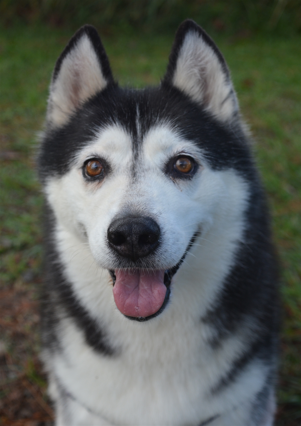 Jess Large Female Siberian Husky Dog in QLD PetRescue