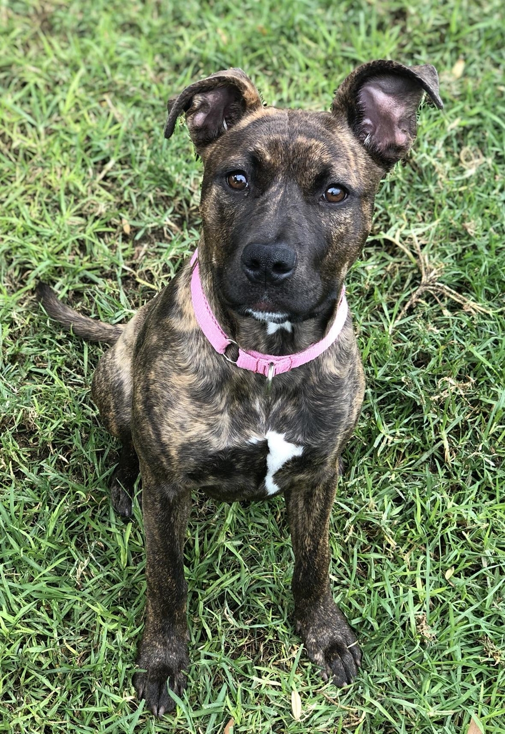 Puddles Medium Female Staffy Mix Dog In WA PetRescue